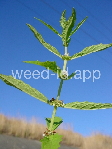bugleweed, rough